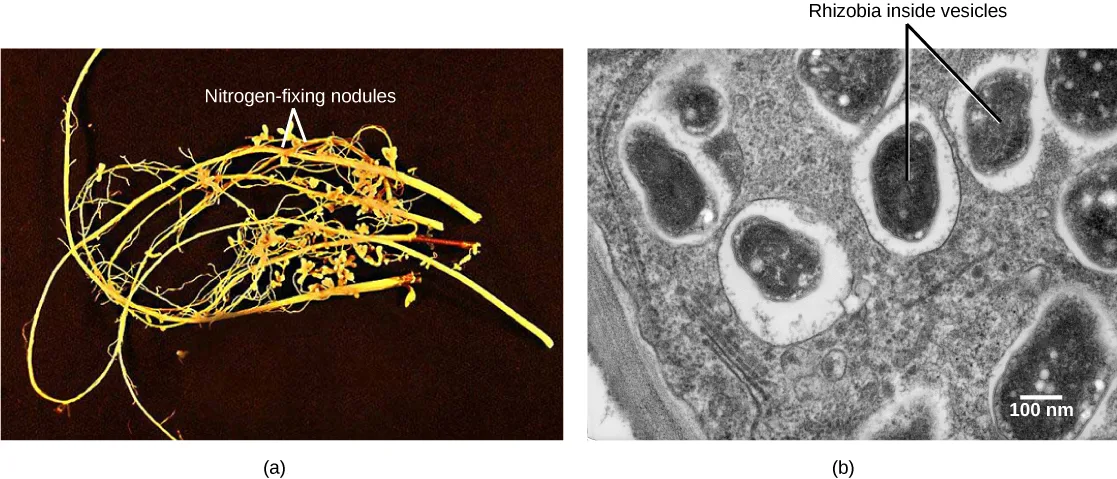 Two side-by-side photos: (a) a tangle of long, thin yellow-orange legume roots against a dark background, with several bulbous nodules along the roots labeled 'Nitrogen-fixing nodules,' and (b) a black-and-white transmission electron micrograph of a nodule cell cross section showing several oval, dark-rimmed vesicles labeled 'Rhizobia inside vesicles,' scattered unevenly across the gray cell interior.