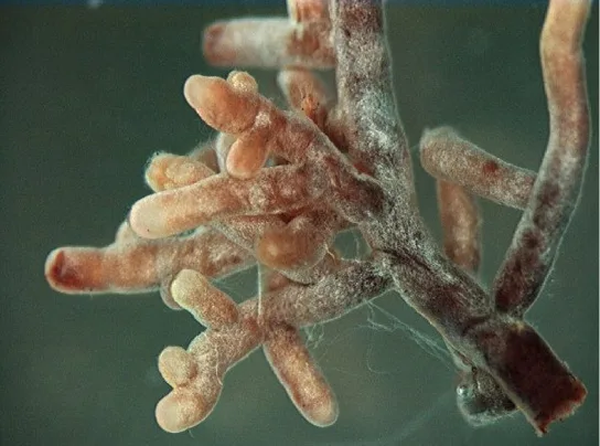 A close-up photo of a cluster of pale, branching root tips coated in a fuzzy off-white mycorrhizal fungus, several rounded, swollen tips visible against a blurred green-gray background.