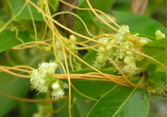 A close-up photo of a beige, thread-like dodder vine wound around the green leafy stems of its host plant, with several clusters of small white flowers and green flower buds where the vine tangles over the host's leaves.