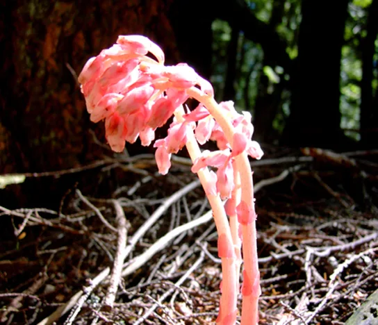 A close-up photo of a saprophytic plant with several fleshy, translucent pink stems rising from leaf litter, each stem topped with a cluster of drooping, bell-shaped pink flowers, set against a dark forest background.