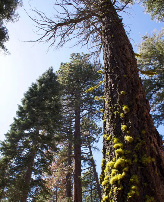 An upward-looking photo of a tall pine trunk against a blue sky, its bark thickly clustered with bright yellow-green lichen, with two more conifers rising in the background.