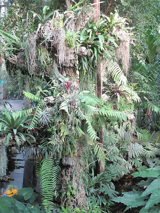 A photo inside a greenhouse showing a tree trunk almost completely obscured by a dense mass of epiphytes — trailing gray-green tillandsias, fanning ferns, and broad-leaved bromeliads — layered over its bark and hanging down toward the ferns and philodendrons below.