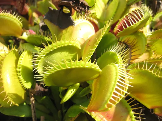 A close-up photo of several yellow-green Venus flytrap leaves, their hinged lobes fringed with long, interlocking white spines, some open and some closed, with reddish coloring visible inside the open traps.