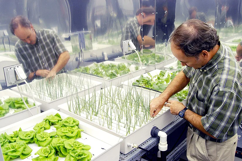A balding researcher in a plaid shirt leans over a row of long, shallow hydroponic trays inside a curved greenhouse enclosure, adjusting slender green onion shoots; a tray of lettuces sits in front of him, and the curved glass behind repeats his reflection twice more.