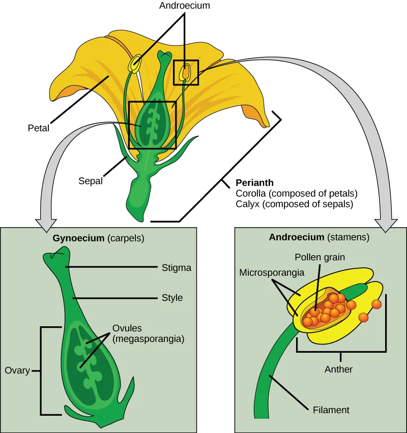 A yellow, trumpet-shaped flower at top with a green carpel and a stamen boxed in black, labeled Petal and Sepal on the outer parts and Androecium pointing to the boxed stamen structures; a line labeled Perianth brackets the petals and sepals together. Gray arrows lead from the boxed carpel and boxed stamen down to two enlarged panels below: a green vase-shaped Gynoecium (carpels) drawing labeled Stigma, Style, Ovary, and Ovules (megasporangia), and a green Androecium (stamens) drawing labeled Filament, Anther, Microsporangia, and Pollen grain.