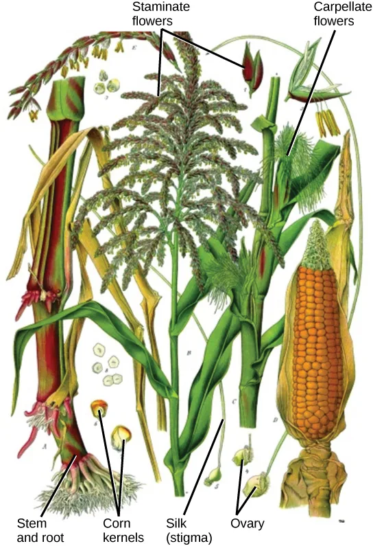 A hand-colored botanical illustration of a corn plant, roots to tassel. Lines label Staminate flowers at the feathery tassel on top, Carpellate flowers at the silk-topped immature ear partway down the stem, Stem and root at the base, Corn kernels at a husked mature ear near the base, Silk (stigma) at strands hanging from the ear, and Ovary at small pod-like shapes near the stem base.