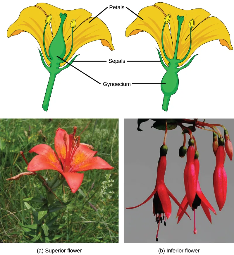 Top: two identical yellow trumpet-flower line drawings side by side, each with a green gynoecium bulging above or below the petals; lines label Petals, Sepals, and Gynoecium on each. Bottom: two photographs, (a) a red-orange lily blossom growing among grass with its gynoecium held above the petals, and (b) three red fuchsia blossoms hanging downward with their gynoecium swelling below the petals.