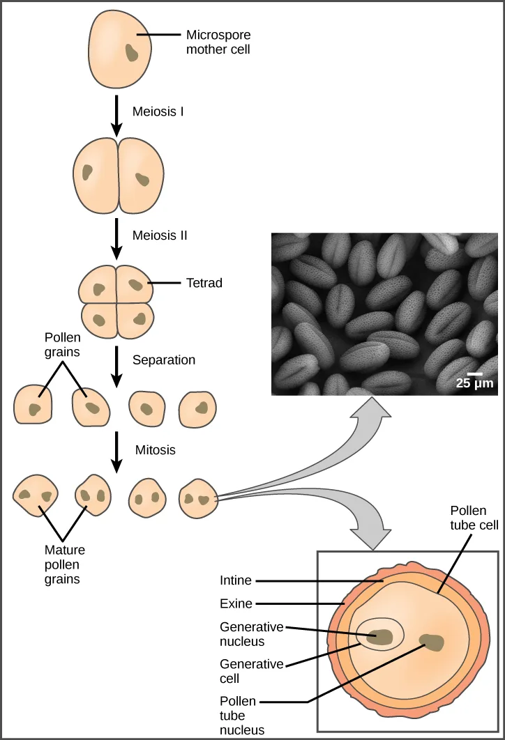 A vertical flow chart of five stages linked by downward arrows: a Microspore mother cell undergoes Meiosis I into two joined cells, Meiosis II into a four-celled Tetrad, Separation into four single cells, then Mitosis into four two-nucleus cells labeled Mature pollen grains. From the rightmost grain, two curved arrows lead to an inset micrograph of many oval pollen grains (scale bar 25 µm) and to an enlarged pollen-grain cross section labeled Intine, Exine, Generative nucleus, Generative cell, Pollen tube nucleus, and Pollen tube cell.