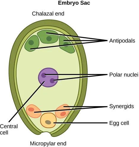 An egg-shaped diagram of the embryo sac, labeled Chalazal end at the narrow top and Micropylar end at the narrow bottom. Near the top, three green Antipodal cells cluster together. Below them, a purple Central cell holds two small dots labeled Polar nuclei. Near the bottom, two pink Synergid cells sit beside one yellow Egg cell.