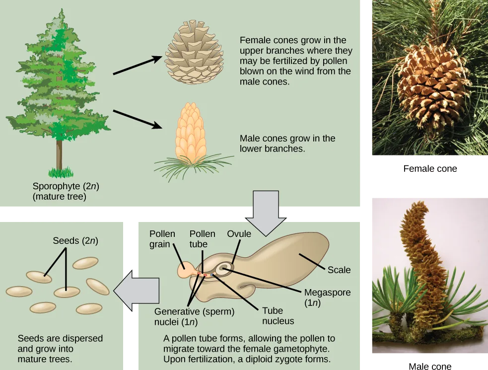 A life cycle in three green panels linked by gray block arrows, beside two photographs. Top panel: a conifer tree labeled Sporophyte (2n) (mature tree), with arrows to drawings of a female cone and a male cone. An arrow leads down to a cutaway cone-scale panel labeled Pollen grain, Pollen tube, Ovule, Scale, Megaspore (1n), Generative (sperm) nuclei (1n), and Tube nucleus. Another arrow leads left to six ovals labeled Seeds (2n). Beside the diagram, photographs are labeled Female cone and Male cone.