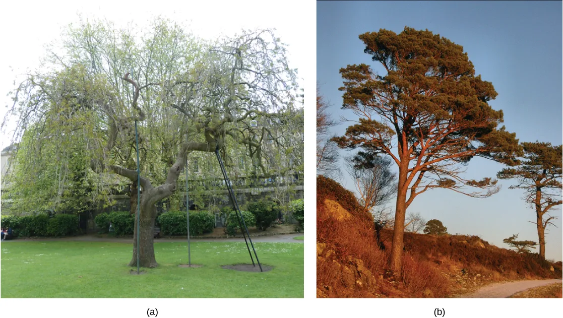 Two side-by-side photographs: (a) a broad weeping tree in fresh pale-green spring leaf on a lawn, its long drooping branches held up on metal props, and (b) a pine with a wind-shaped crown on a rocky slope in warm low sunlight.