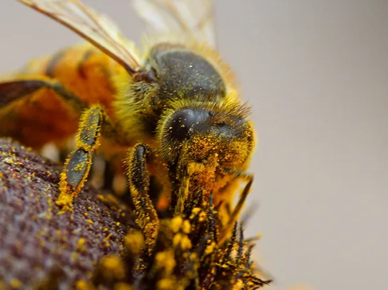 A close-up photo of a bee whose body and legs are thickly coated in dusty yellow pollen grains.