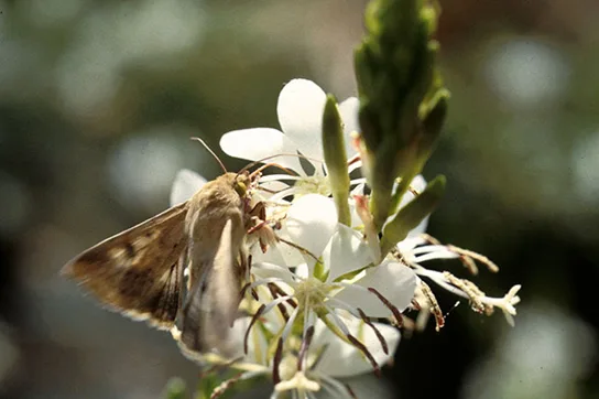 A close-up photo of a pale gray moth with its long proboscis extended into a small white tubular flower.