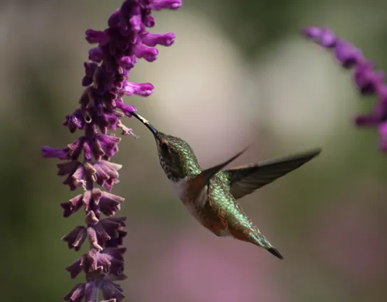 A hummingbird hovering in flight beside a cluster of small purple tubular flowers, its long thin beak inserted into one blossom to drink nectar.