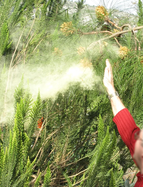 A person's arm, in a red sleeve, reaching into green pine branches and releasing a visible cloud of pale pollen dust into the air.
