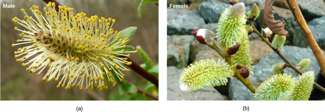 Two side-by-side photos labeled Male and Female: the male catkin at left is a fuzzy yellow, spike-shaped cluster covered in fine hair-like filaments and pollen; the female catkin at right is similarly shaped but greener, with small reddish tips and no hair-like filaments.