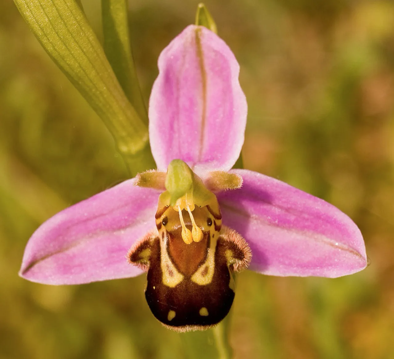 A close-up photo of a pink orchid flower whose furry, dark brown and yellow center mimics the shape of a bee.
