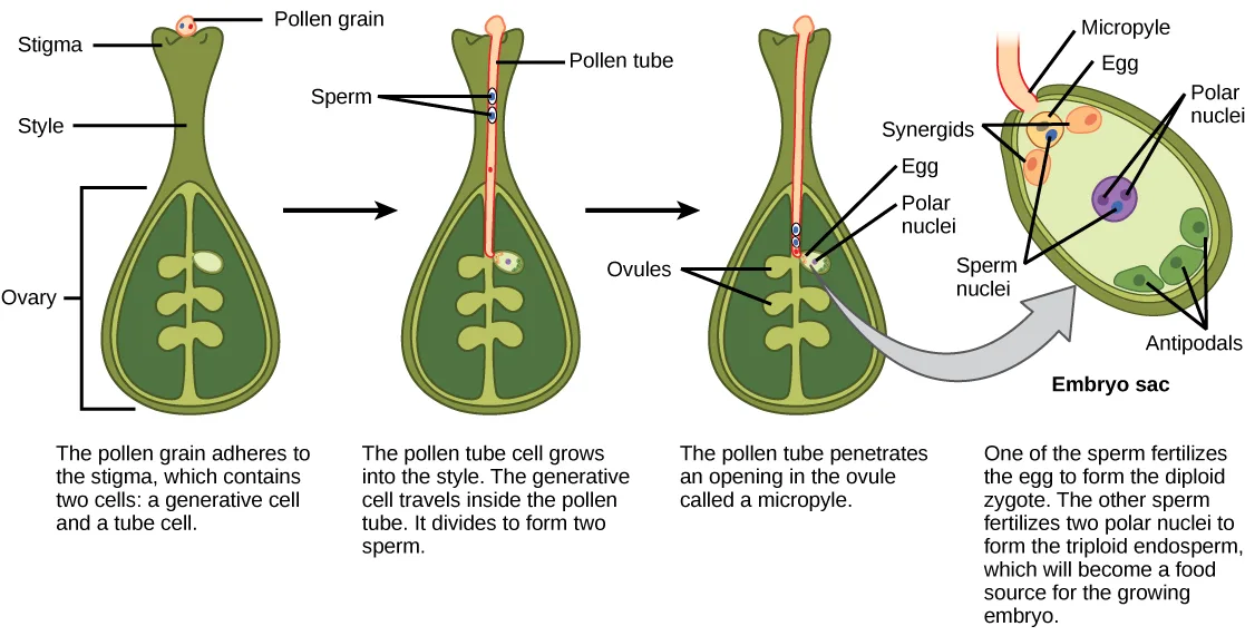 A four-panel diagram tracing double fertilization: a pollen grain adhering to the stigma, its pollen tube growing down through the style and ovary to an ovule's micropyle, and the ovule's embryo sac — egg, synergids, polar nuclei, sperm nuclei, and antipodals — where one sperm fertilizes the egg and the other fuses with the polar nuclei.