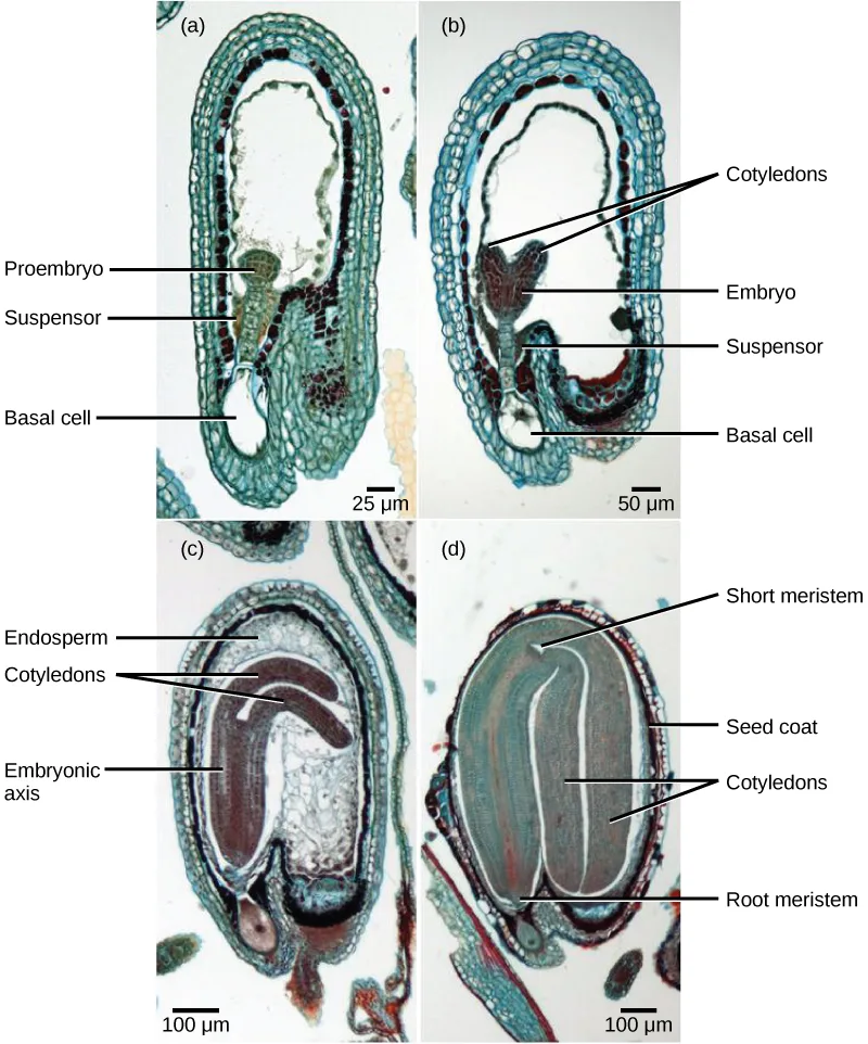 Four labeled light micrographs (a–d) tracing embryo development in a shepherd's-purse seed: a small globular proembryo atop its suspensor inside the ovule, the embryo enlarging into a heart shape with two cotyledon lobes, the cotyledons elongating and bending to fit the seed, and the mature embryo filling the seed with its root and shoot meristems formed.