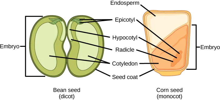 A side-by-side diagram of a dicot bean seed and a monocot corn seed in cross-section, each labeled with its seed coat, cotyledon(s), and embryo parts (epicotyl, hypocotyl, radicle); the corn kernel additionally shows the pale endosperm filling its upper half, which the bean lacks.