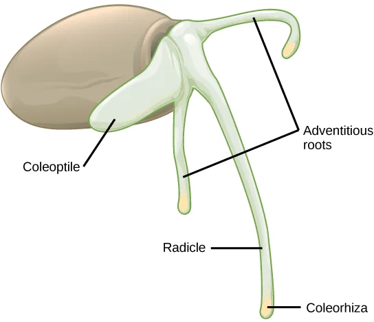 An illustration of a germinating monocot grass seed: a short, thick, blunt coleoptile curves down and left from the kernel, a long radicle extends downward and ends in a small yellow coleorhiza tip, and two shorter adventitious roots emerge alongside it.