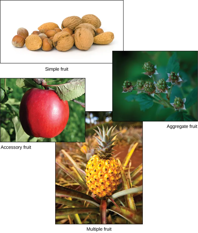 Four photos of fruit types: a pile of assorted nuts in their shells, a red apple still on its branch, a cluster of green, unripe raspberries, and a spiky yellow pineapple growing atop its plant.