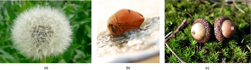Three photos labeled (a)–(c): a white fluffy dandelion seed head, a brown coconut floating on water, and two acorns resting among pine needles.