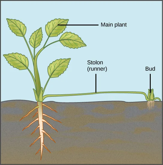 A diagram of a leafy plant rooted in soil, labeled 'Main plant,' with a horizontal stem labeled 'Stolon (runner)' running from its base along the soil surface to a small labeled 'Bud' that has sprouted its own roots at the far end.
