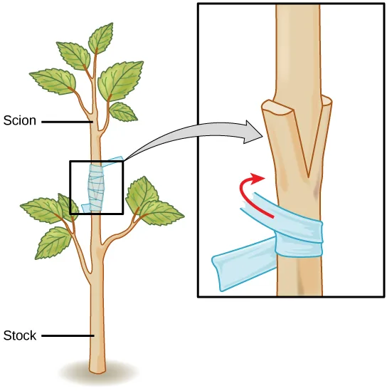 A diagram of a small leafy sapling labeled 'Scion' at its leafy top and 'Stock' at its bare lower trunk, with a boxed close-up showing the graft union: a V-shaped cut in the stock's top fitted with the scion's wedge-cut base, wrapped in light blue tape.