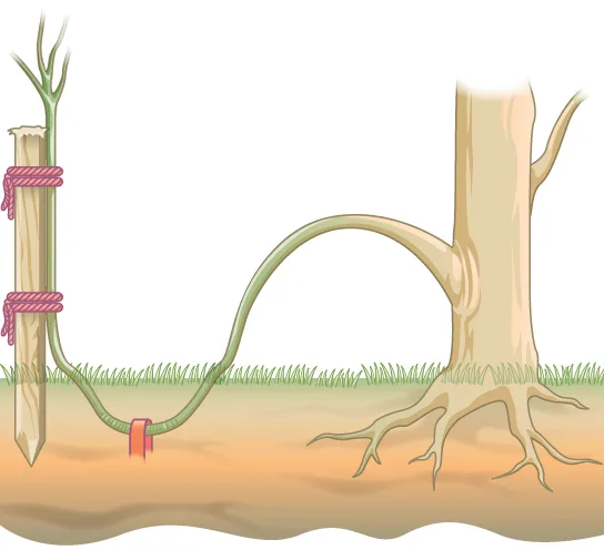 A diagram of a thin stem tied to a stake with two cords, dipping into a cross-section of soil in a buried arch, then rising up to merge into the base of a mature tree with a thick trunk and spreading roots.