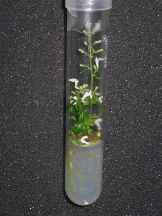 A close-up photo of a small leafy plant with white flowers growing inside a clear test tube, its roots visible in the clear medium at the bottom.