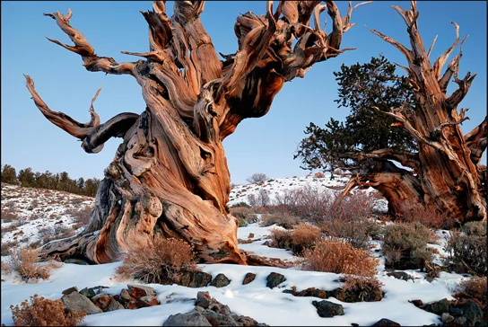 A close-up photo of a gnarled, weathered bristlecone pine trunk with twisting bare branches, standing among snow-dusted rocky ground and low shrubs, with additional pines in the background.