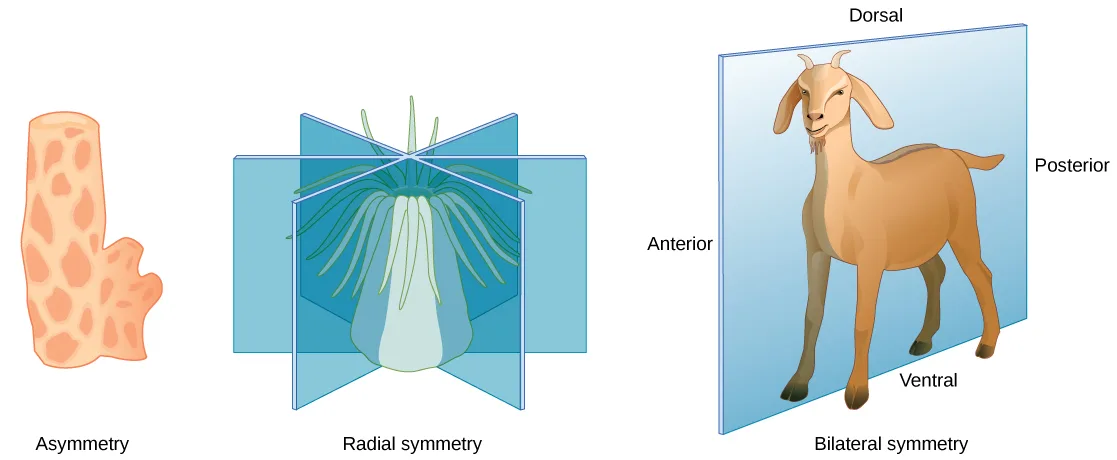 Three side-by-side illustrations comparing body symmetry: an irregular, tube-bodied orange sponge with no plane of symmetry; a tube-bodied sea anemone with trailing tentacles, enclosed by three intersecting blue planes meeting along its central axis; and a goat standing in profile inside a single blue plane running from front to back through its body.