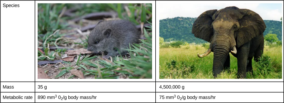A two-column table pairing a photo of a small brown mouse foraging in dry grass and leaf litter with a photo of an elephant grazing in green grassland; rows beneath list mass — 35 g for the mouse and 4,500,000 g for the elephant — and metabolic rate — 890 mm³ O₂ per gram body mass per hour for the mouse and 75 mm³ O₂ per gram body mass per hour for the elephant.