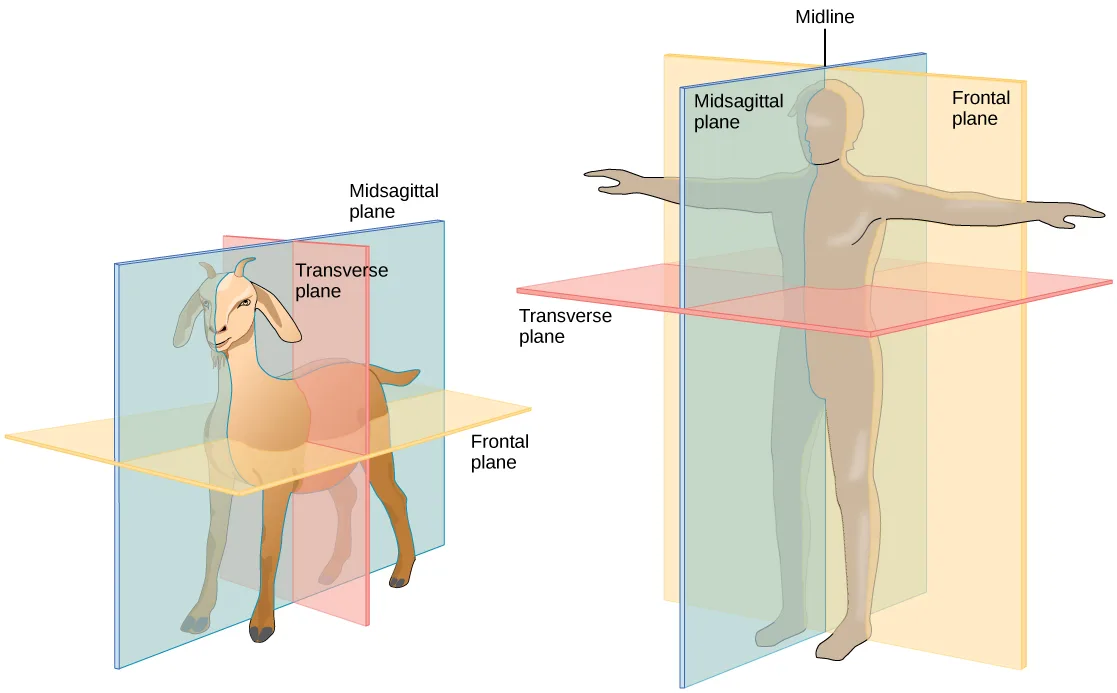 Two figures sliced by colored planes: a goat in profile on the left and a human facing forward with arms outstretched on the right, each with a vertical plane running front to back, a second vertical plane, and a horizontal plane, all labeled.