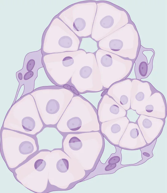 An illustration of cuboidal epithelial cells: three separate rosettes, each made of six to eight wedge-shaped cells arranged around a small, empty central lumen, giving each rosette the look of a sliced pie; every cell has one round, centrally placed purple nucleus.