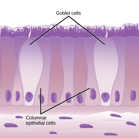 An illustration of a row of tall columnar epithelial cells standing side by side, each with cilia fringing the top and an oval nucleus near the base, with two flask-shaped goblet cells interspersed among them and labels pointing to each cell type; a layer of loosely scattered rounded cells lies beneath.
