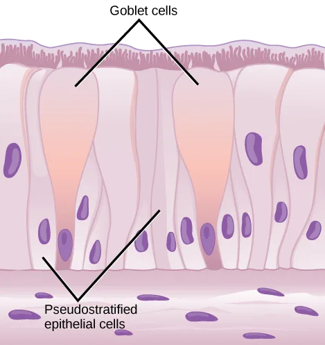 An illustration of pseudostratified columnar epithelium: tall cells reaching the ciliated free surface stand alongside shorter cells whose nuclei sit lower, so the nuclei appear at two different levels; two pale, flask-shaped goblet cells are interspersed among them, with labels pointing to the goblet cells and to the pseudostratified epithelial cells; a layer of loosely scattered rounded cells lies beneath.