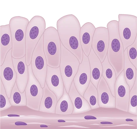 An illustration of transitional epithelium: tall, diamond-shaped cells piled several layers deep, each with a round, centrally placed purple nucleus, the cells near the free surface bulging outward while those below fit more closely together; a scattered row of small rounded cells lies at the base.