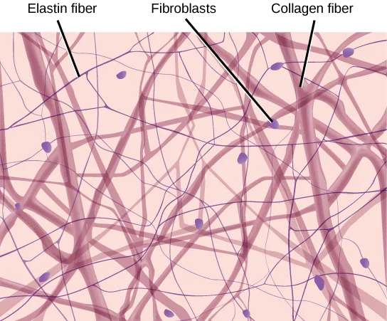 An illustration of loose connective tissue: a loose mesh of wavy pink fibers of two widths crossing in every direction, with small purple oval cells scattered among them; labels point to a thin fiber as 'Elastin fiber,' a thick fiber as 'Collagen fiber,' and one of the oval cells as 'Fibroblasts.'