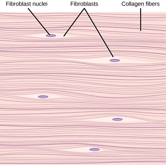 An illustration of dense fibrous connective tissue: parallel, tightly packed pink collagen fibers run left to right, with a few thin, elongated purple fibroblast cells and their nuclei lying flat between the fiber bundles; labels point to a fibroblast nucleus, to a whole fibroblast cell, and to the collagen fibers.
