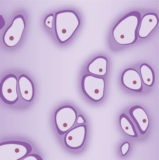 An illustration of hyaline cartilage: pairs and small clusters of round chondrocytes, each with a red nucleus, sit inside clear, bordered lacunae embedded in a pale lavender matrix.