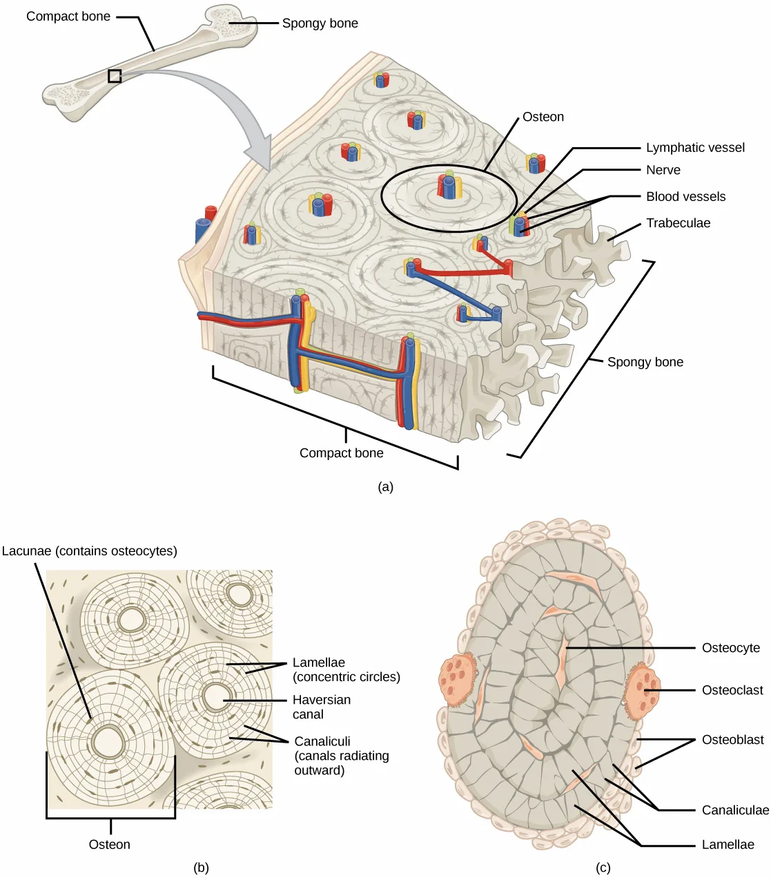 A three-panel diagram of bone structure. Panel (a) shows a whole long bone at upper left labeled with its compact and spongy regions, an arrow leading to an enlarged 3D block of bone tissue labeled with an osteon, its central blood vessels, nerve, and lymphatic vessel, and its outer trabeculae. Panel (b) is a flat cross section of several osteons, each a set of concentric rings around a central Haversian canal, with lacunae and radiating canaliculi labeled. Panel (c) is a single osteon shown as a cutaway oval with osteocytes, osteoclasts, and osteoblasts labeled around its lamellae.