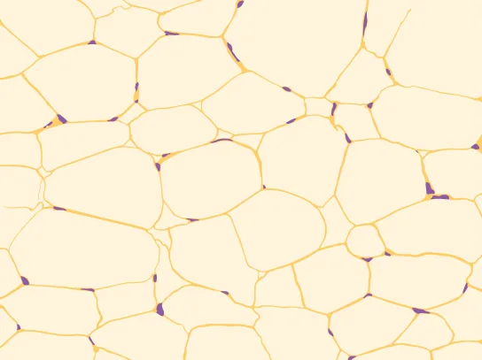 An illustration of adipose tissue: large, angular, empty-looking cells packed tightly edge to edge, each outlined by a thin yellow-orange membrane line, with a few small purple nuclei crowded at the cells' edges.