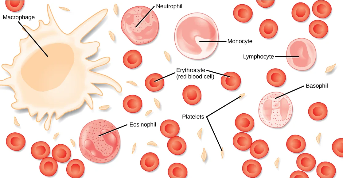 An illustration of blood cells scattered across a white background: many small, disc-shaped red erythrocytes with a paler central dimple; a few tan, spindle-shaped platelets; and larger, rounder white blood cells of several distinct shapes and internal patterns, each identified by a labeled line.