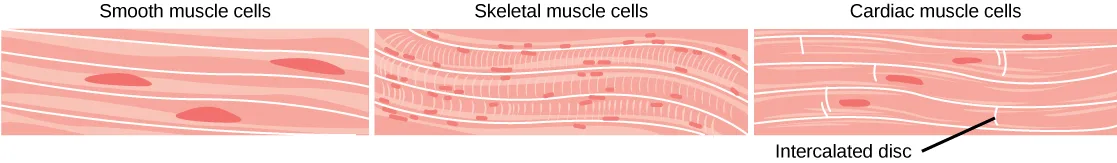 A three-panel comparison of muscle tissue. Left panel, 'Smooth muscle cells': long, spindle-shaped cells with a single, dark, oval nucleus each, lying in parallel bands with no cross-banding. Middle panel, 'Skeletal muscle cells': long fibers marked with fine, regularly spaced cross-stripes, with several small nuclei set at the fiber edges. Right panel, 'Cardiac muscle cells': shorter, branching striated fibers, each with one central nucleus, joined end to end at bright vertical lines labeled 'Intercalated disc.'