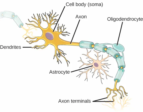 An illustration of a neuron: a large, star-shaped yellow cell body with a purple nucleus and many branching dendrites, tapering into a single long axon wrapped in segmented teal sheaths, ending in a spray of thin axon terminals; a smaller, star-shaped tan cell sits beside the axon.
