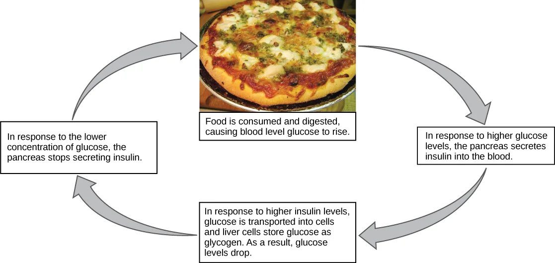 A four-box circular flow chart with a photo of a pizza in the top box, tracing blood glucose regulation clockwise from a meal that raises glucose, through insulin secretion, to glucose storage, and finally to insulin secretion stopping.