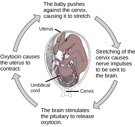 A four-box circular flow chart around a cutaway illustration of a fetus inside the uterus, labeled uterus, umbilical cord, and cervix, tracing the positive feedback loop of childbirth clockwise from cervical stretching through oxytocin release to uterine contraction.