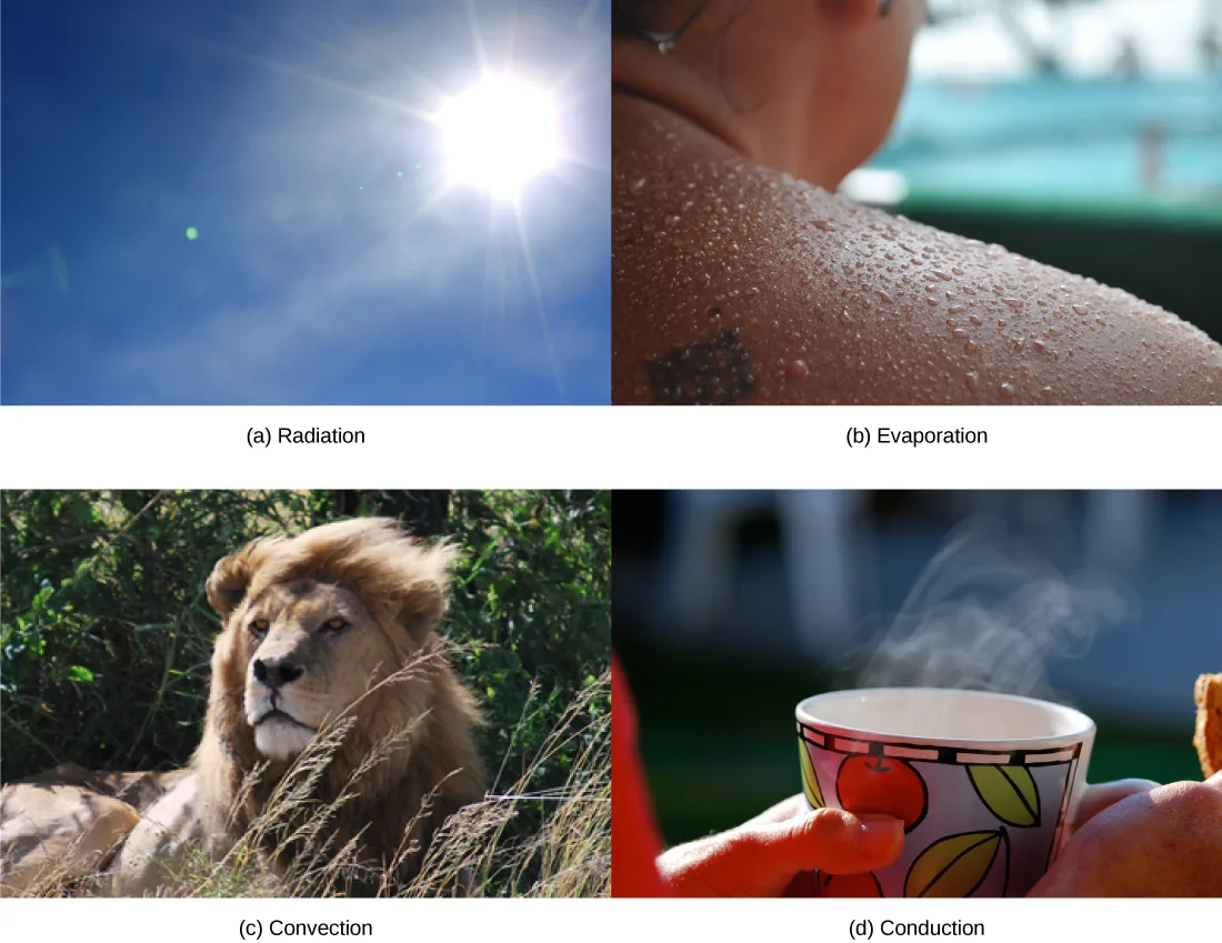 Four photos in a 2×2 grid: (a) a bright sun low in a clear blue sky; (b) a close view of a sweat-beaded shoulder and neck; (c) a lion with its mane blowing in the wind, resting in tall grass; (d) a hand holding a steaming mug of a hot drink near another hand holding toast.